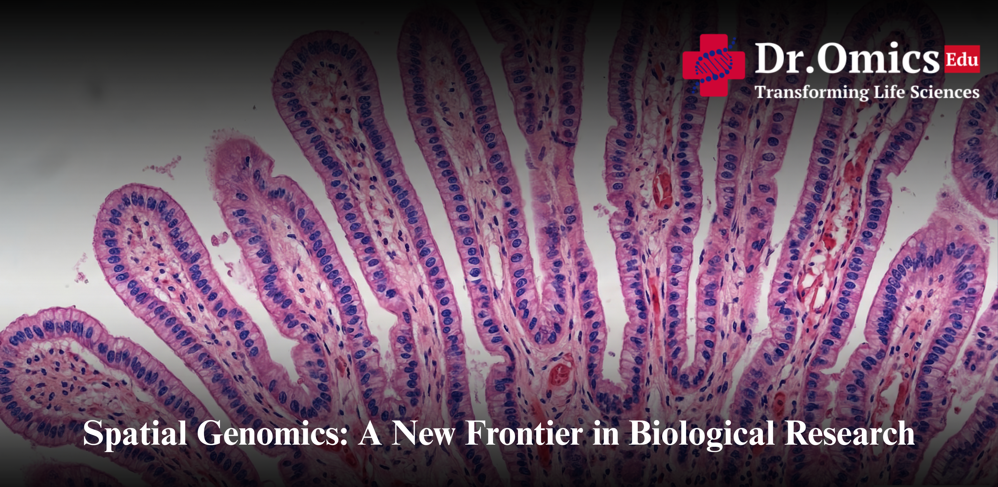 Spatial Genomics: A New Frontier in Biological Research